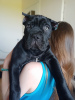 Photo №2 to announcement № 19817 for the sale of cane corso - buy in Belarus private announcement, breeder