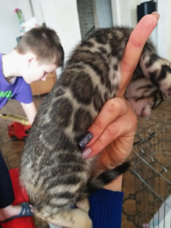Photo №2 to announcement № 875 for the sale of bengal cat - buy in Belarus private announcement, from nursery, breeder