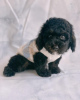 Photo №2 to announcement № 124482 for the sale of poodle (toy) - buy in United States breeder