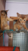 Photo №1. abyssinian cat - for sale in the city of Vienna | 317$ | Announcement № 88479