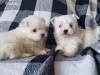 Photo №1. maltese dog - for sale in the city of Berlin | 370$ | Announcement № 107508