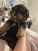 Photo №3. KC registered Rottweiler Puppies For adoption. United States