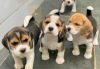 Photo №1. beagle - for sale in the city of Berlin | Is free | Announcement № 126745