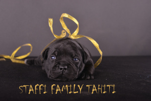 Photo №2 to announcement № 5912 for the sale of staffordshire bull terrier - buy in Russian Federation from nursery