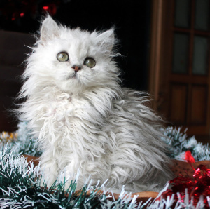 Photo №4. I will sell selkirk rex longhair in the city of Rostov-on-Don. private announcement, from nursery, breeder - price - 475$