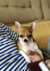 Photo №4. I will sell chihuahua in the city of Каховка. private announcement - price - 259$