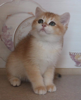 Photo №4. I will sell british shorthair in the city of Donetsk. from nursery, breeder - price - 1000$