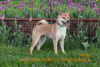 Photo №2 to announcement № 8237 for the sale of shiba inu - buy in Russian Federation breeder