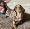 Photo №2 to announcement № 50808 for the sale of dachshund - buy in United States private announcement