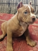 Photo №1. american bully - for sale in the city of Serpukhov | negotiated | Announcement № 100612