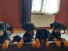 Additional photos: Purebred Doberman puppies for sale 2 months old.