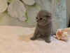 Photo №4. I will sell scottish fold in the city of Гамбург. private announcement, from nursery - price - 317$