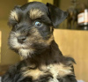 Photo №3. KC Registered Miniature Schnauzer Puppies. Germany