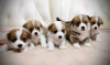 Photo №4. I will sell welsh corgi in the city of Москва. private announcement - price - negotiated