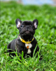 Photo №3. French Bulldog puppies, available for sale. Germany