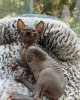 Photo №1. sphynx cat - for sale in the city of Miami | 500$ | Announcement № 93333