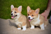 Additional photos: Welsh corgi pembroke puppies