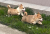 Photo №3. Welsh Corgi Pembroke puppies. Serbia