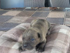 Photo №2 to announcement № 106778 for the sale of cane corso - buy in Serbia 