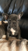 Photo №2 to announcement № 108114 for the sale of french bulldog - buy in Germany breeder