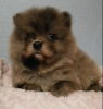 Photo №2 to announcement № 78644 for the sale of non-pedigree dogs - buy in Belarus private announcement