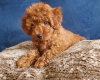 Photo №4. I will sell poodle (toy) in the city of Kiev. private announcement, breeder - price - 845$