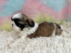 Photo №2 to announcement № 99267 for the sale of shih tzu - buy in United States private announcement