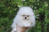 Additional photos: Spitz Pomeranian males and females puppies available