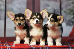 Photo №2 to announcement № 4571 for the sale of welsh corgi - buy in Belarus from nursery