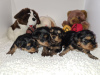 Photo №2 to announcement № 8782 for the sale of yorkshire terrier - buy in France 