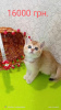 Photo №4. I will sell scottish fold in the city of Kharkov. private announcement - price - 566$