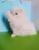 Additional photos: White Pomeranian Spitz puppies, mini. Documents FCI - FCG.