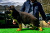 Photo №3. Beautiful German Shepherd puppies for Europe for sale!. Poland