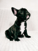 Photo №2 to announcement № 15908 for the sale of french bulldog - buy in Belarus private announcement