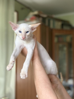 Photo №4. I will sell oriental shorthair in the city of Москва. from nursery, breeder - price - 240$