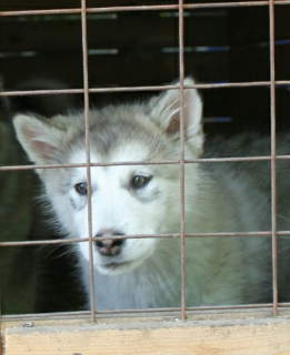 Photo №1. alaskan malamute - for sale in the city of Yekaterinburg | 211$ | Announcement № 6719