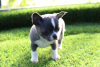 Photo №2 to announcement № 13732 for the sale of chihuahua - buy in Russian Federation from nursery, breeder