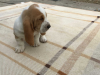 Photo №1. basset hound - for sale in the city of Berlin | 317$ | Announcement № 70869