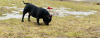 Photo №3. Pocket bully puppies males and females free to ask. Latvia