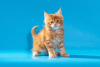 Photo №1. maine coon - for sale in the city of Yekaterinburg | 477$ | Announcement № 8758