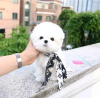 Photo №3. Maltese , 1 months old. United States