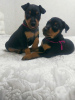 Photo №2 to announcement № 18289 for the sale of miniature pinscher - buy in Belarus private announcement