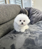 Photo №2 to announcement № 111616 for the sale of bichon frise - buy in Czech Republic private announcement