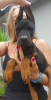 Photo №2 to announcement № 110269 for the sale of dobermann - buy in Serbia 