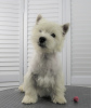 Photo №1. west highland white terrier - for sale in the city of Moscow | 651$ | Announcement № 53652