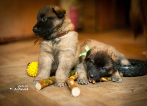 Photo №3. Puppies of the Belgian Shepherd Dog Tervuren., Moscow. Russian Federation