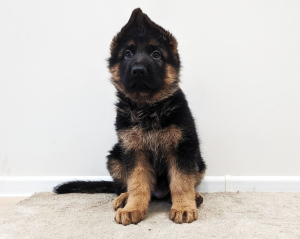 Photo №2 to announcement № 5098 for the sale of german shepherd - buy in Ukraine from nursery