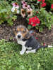 Photo №1. beagle - for sale in the city of Бохум | Is free | Announcement № 95587