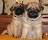 Photo №1. pug - for sale in the city of Berchtesgaden | 264$ | Announcement № 48028