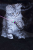 Photo №2 to announcement № 8055 for the sale of maine coon - buy in Russian Federation from nursery